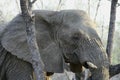 Elephant`s portrait in the savanna